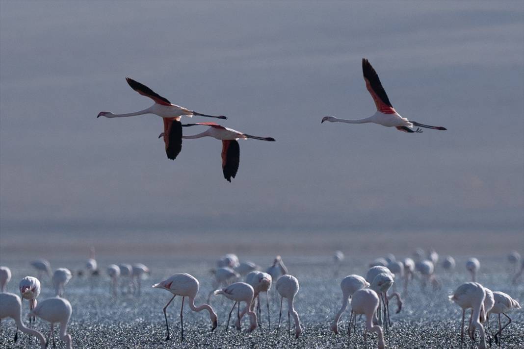 Konya’nın flamingo cenneti! 180 türe ev sahipliği yapıyor, görsel şölen sunuyor 20